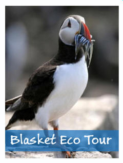 Blasket Puffin