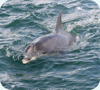 Bottlenose Dolphin