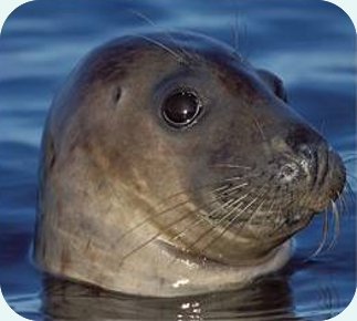 common seal grey seal
