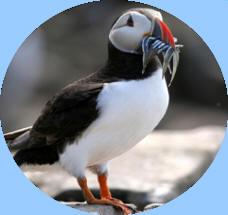 Puffin
