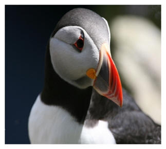 Blasket Puffin