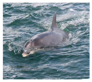 Bottlenose Dolphin