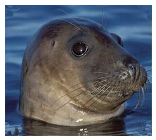 Grey Seal