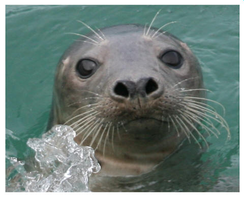 Grey Seal at the Blaskets